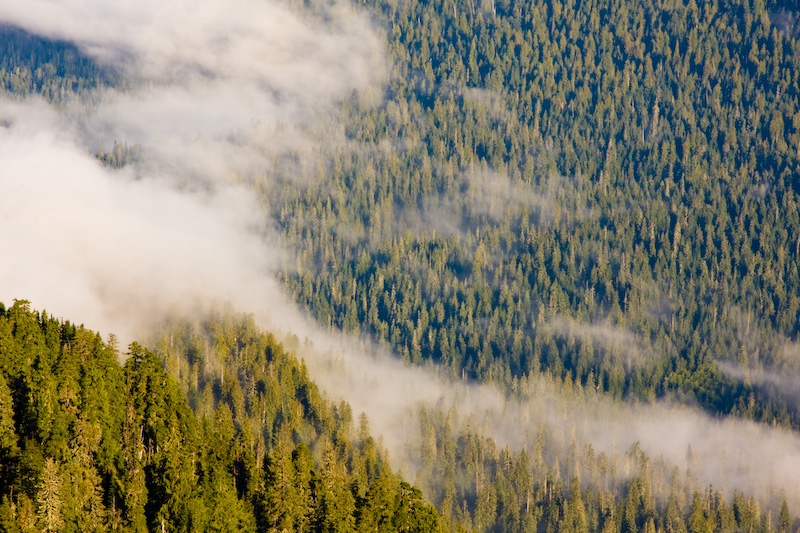 Clouds And Forest